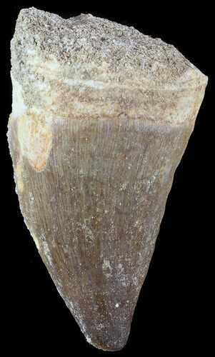 Mosasaur (Prognathodon) Tooth #49689